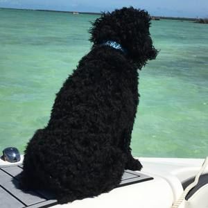 Meet your Posher, Holly